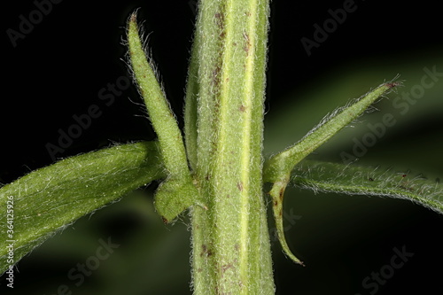 Tufted Vetch (Vicia cracca). Stipules Closeup photo