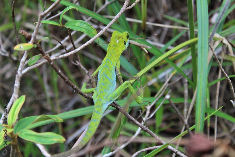Fototapeta premium Reptil después de cazar.