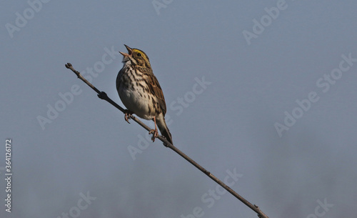 A Savannah Sparrow (Passerculus sandwichensis) singing from a branch. Shot in Cambridge, Ontario, Canada.
