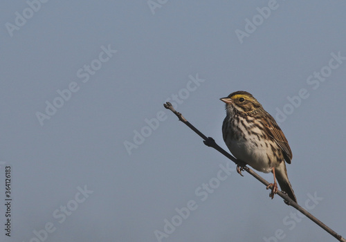 A Savannah Sparrow (Passerculus sandwichensis) perched on a branch.  Shot in Cambridge, Ontario, Canada. photo