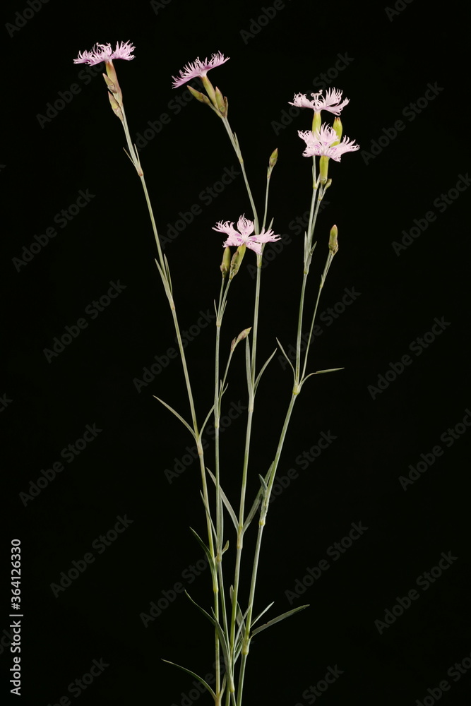 Naklejka premium Garden Pink (Dianthus plumarius). Habit