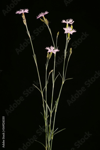 Garden Pink (Dianthus plumarius). Habit