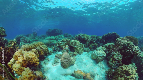 Tropical fishes and coral reef underwater. Hard and soft corals  underwater landscape. Panglao  Bohol  Philippines.