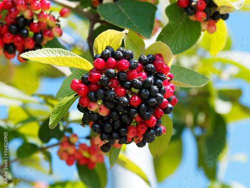 (Viburnum lantana) Der Wollige Schneeball oder Wollige Schlinge. Nahaufnahme von reifen roten Beeren und unreifen glänzenden schwarzen Beeren, schöne Fruchtschmuck ab Juli photo