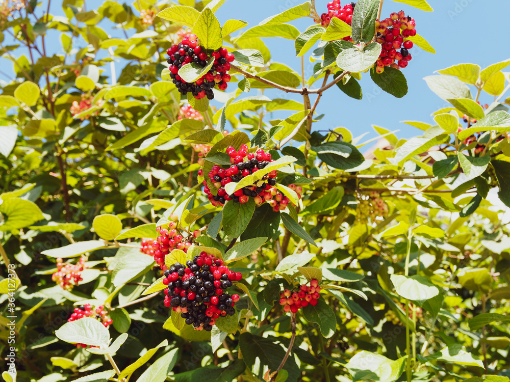 (Viburnum lantana) Wolliger Schneeball, buschiger Strauch und