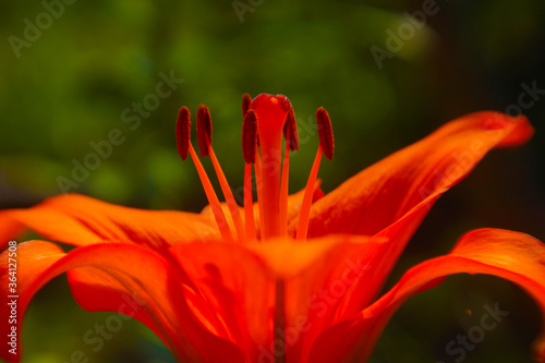 The red Lily bloomed, the pistils of the stamen.
