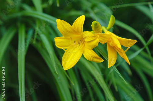 yellow lily flower