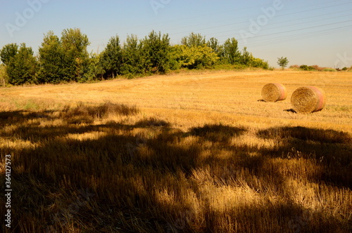 Covoni in estate photo