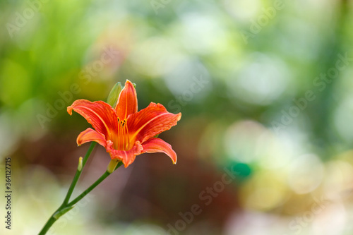 orange daylily on a green background