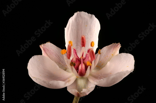 Flowering Rush (Butomus umbellatus). Flower Closeup photo