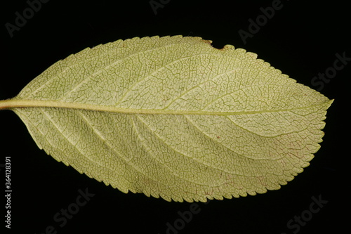 Mitschurin s Chokeberry  Aronia mitschurinii . Leaf Closeup