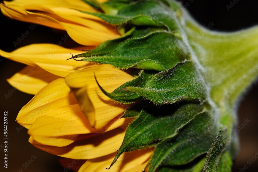 Obraz premium sunflower closeup