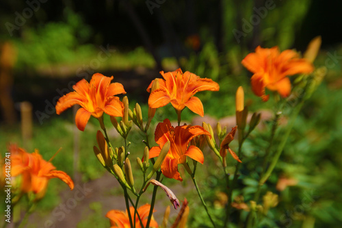 The red Lily has bloomed, it is very beautiful.