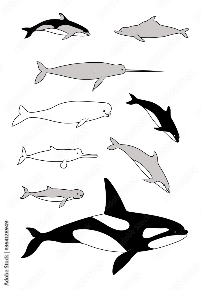 Marine mammals. Vector black drawing silhouette image set. Marine mammals. Vector black drawing silhouette image set.