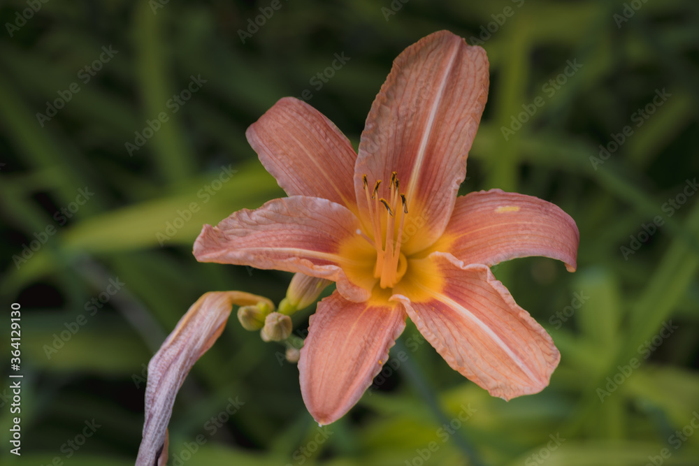Liliowiec ogrodowy, Hemerocallix x Hybrida Liliowiec ogrodowy, Hemerocallix x Hybrida