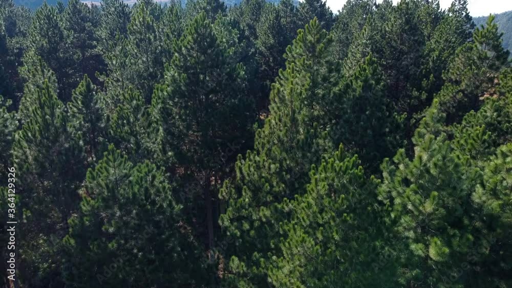pine forest drone with clear skies mountains added out of focus with grain and noise pine forest drone with clear skies mountains added out of focus with grain and noise