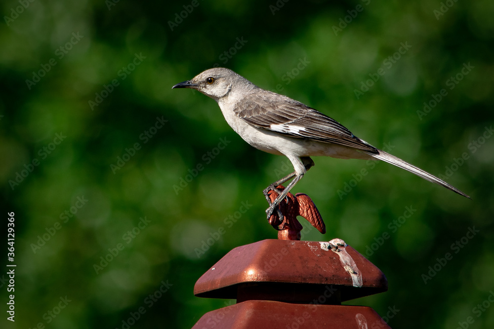 Naklejka premium Mockingbird on Lamp