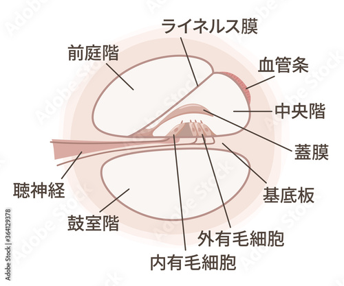 蝸牛の断面の構造のイラスト_コルチ器_名称