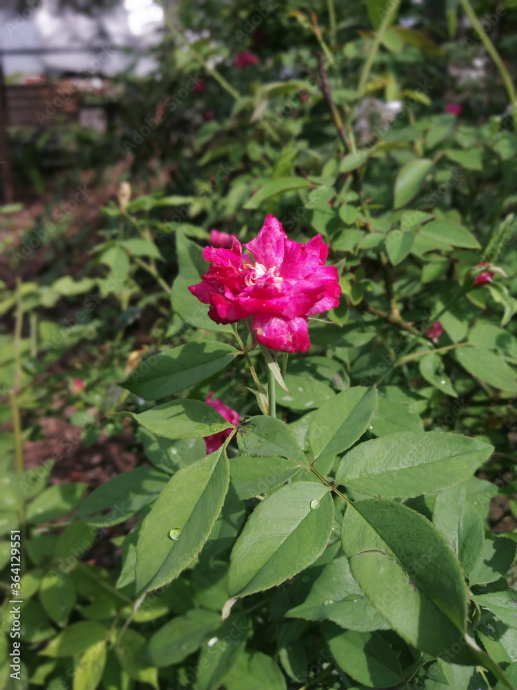 pink rose in garden