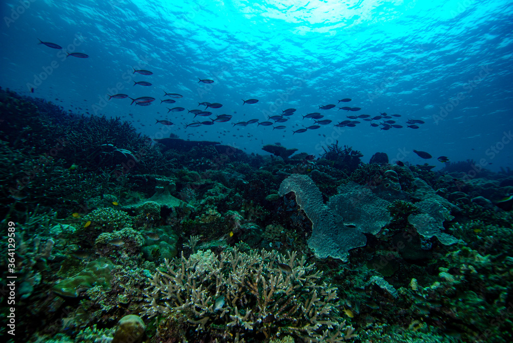 Fototapeta premium Dive scuba Indonesia Halmahera diver