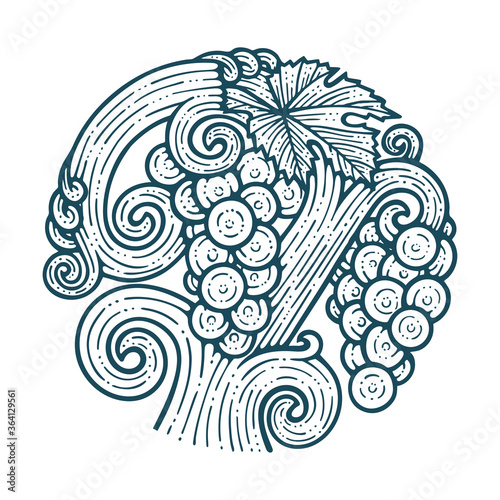 Grape and vine hand drawn vector illustration. Grapevine engraving style drawing. Part of set.