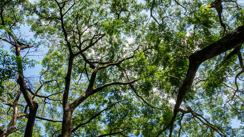 tree branches against blue sky tree branches against blue sky