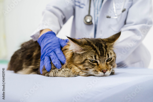 Fototapeta Naklejka Na Ścianę i Meble -  Young women veterinarian examining cat on table in veterinary clinic