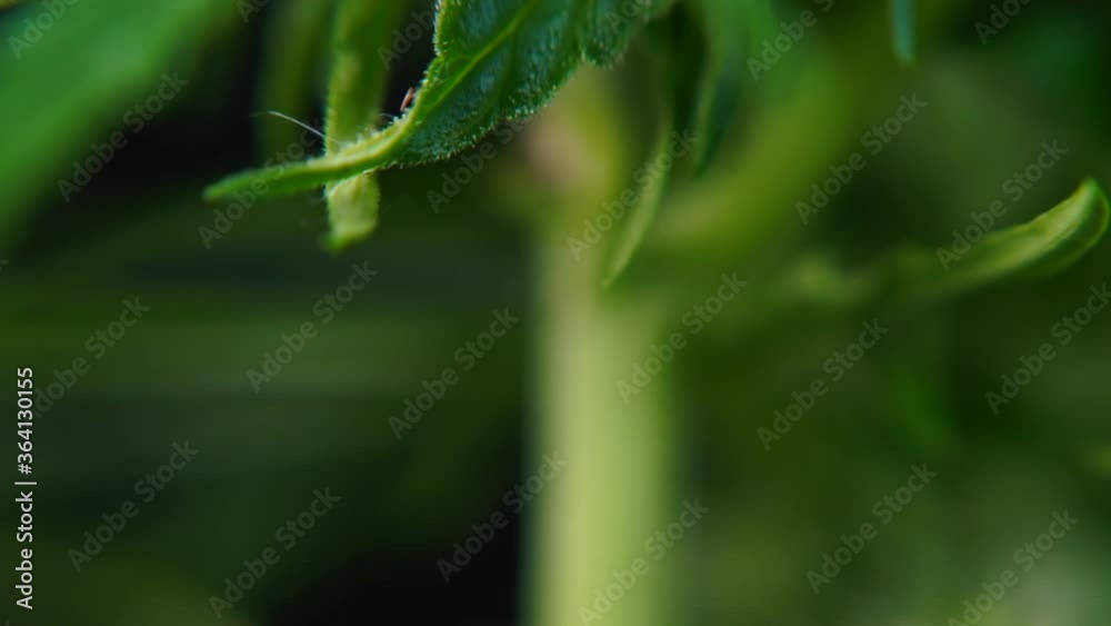 Cannabis flower closeup. The cultivation of raw material CBD. Down regulation on disordered thinking and anxiety. Cannabis flower closeup. The cultivation of raw material CBD. Down regulation on disordered thinking and anxiety.
