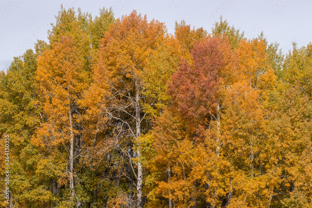 Scenic Landscape in Grand Teton National Park Wyoming in Autumn Scenic Landscape in Grand Teton National Park Wyoming in Autumn