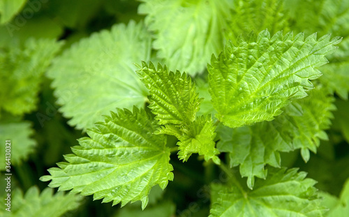  fresh green nettle leaves