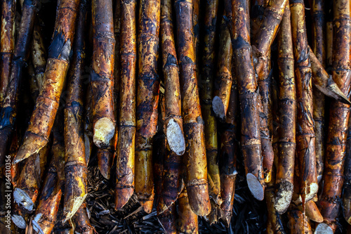 pile sugarcane burned in the harvest season, sugar cane fresh, sugarcane burn in field, sugar cane burned in plantation