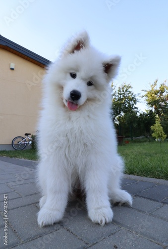 Nice white dog on the courtyard