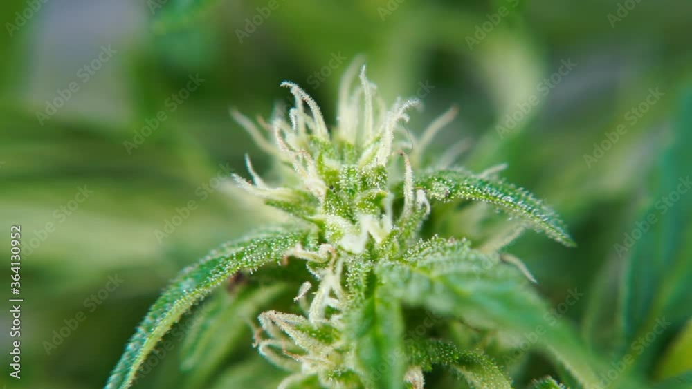 Blooming marijuana plant in the movement of light. Photosynthesis of a young plant. Food production from medical CBD cannabis. Blooming marijuana plant in the movement of light. Photosynthesis of a young plant. Food production from medical CBD cannabis.