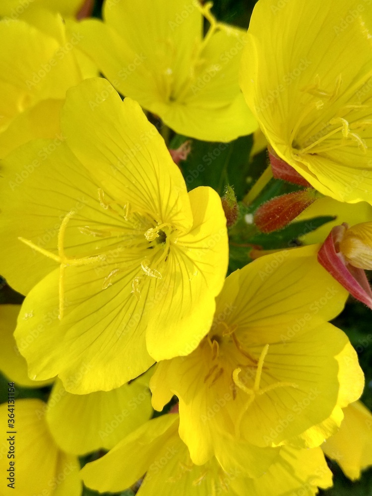 Fototapeta premium yellow flowers