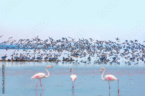 Manyas Bird Paradise National Park flamingos in the foreground - Balikesir, Turkey