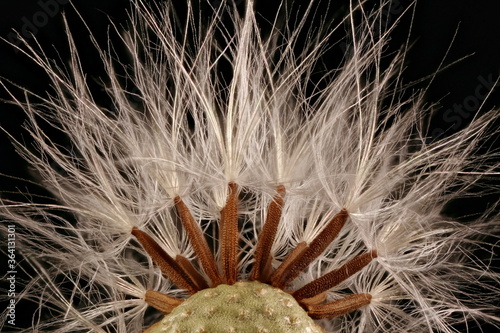 Fotografie Smooth Sow-Thistle (Sonchus oleraceus). Achenes Closeup