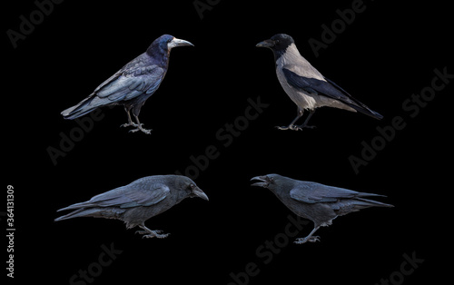 Carrion Crow, Corvus corone, isolated on black background