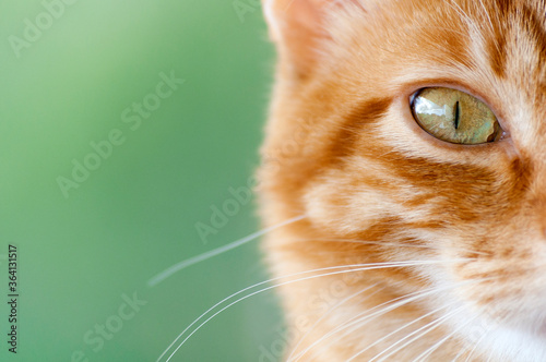 close-up of an orange cat's eye with green background © Miguel Angel Fariña