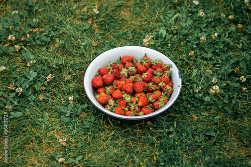 Fresh red strawberries in a white retro bowl on a green grass in the garden. Summer berries outdoor photo.