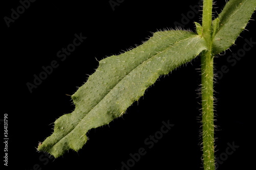 Annual Bugloss (Anchusa arvensis). Leaf Closeup photo