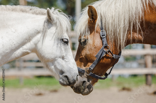 gelding pony biting gelding horse in herd in paddock