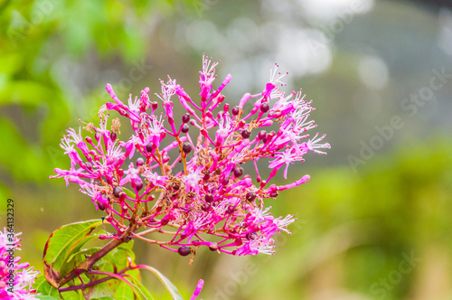 Strange violet flower close up