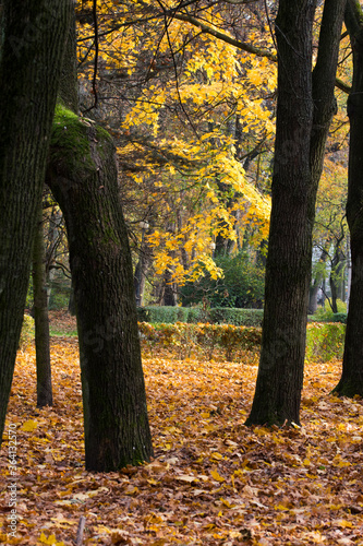 Colorful trees in a park. Autumn in the park.