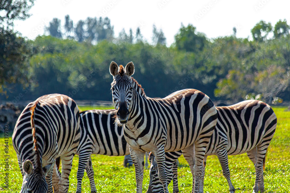 Fototapeta premium zebra in the grass