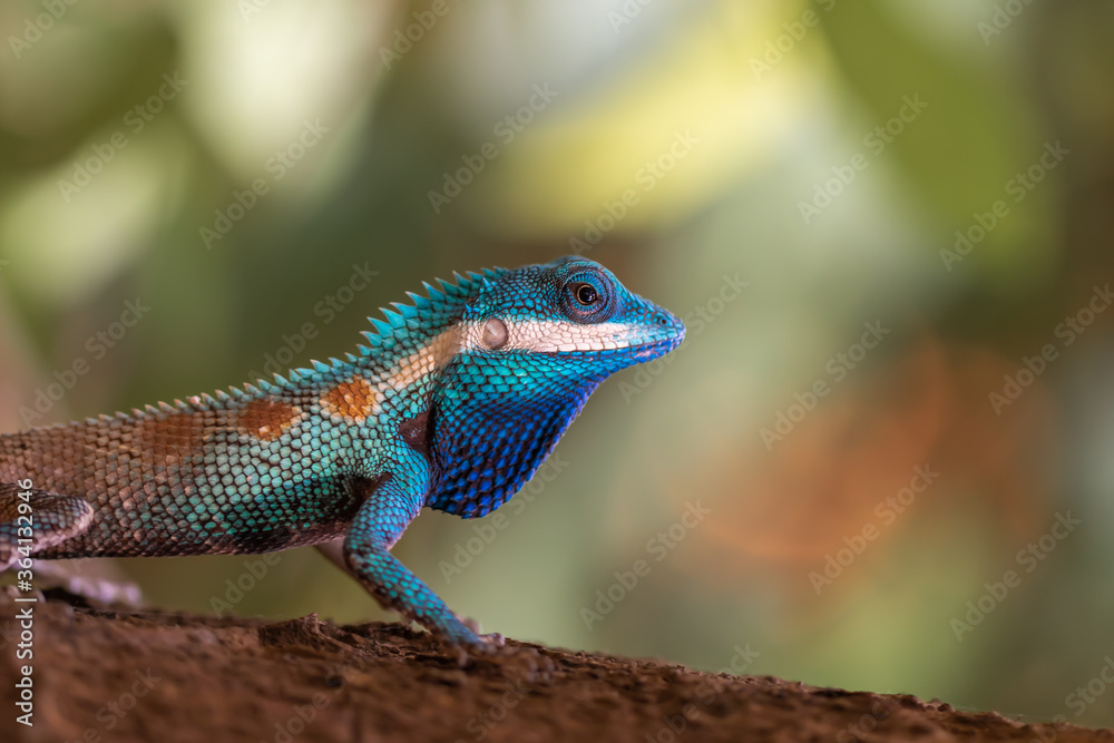 Blue Crested Lizard (Calotes mystaceus) at Erawan National Park, Thailand Blue Crested Lizard (Calotes mystaceus) at Erawan National Park, Thailand