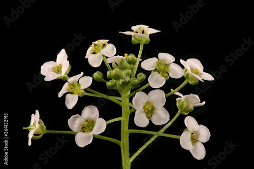 Sweet Alison (Lobularia maritima). Inflorescence Closeup #364132915
