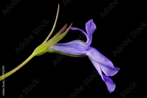 Garden Lobelia (Lobelia erinus). Flower Closeup