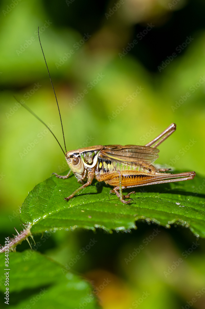 A grasshopper sitting on a leaf A grasshopper sitting on a leaf