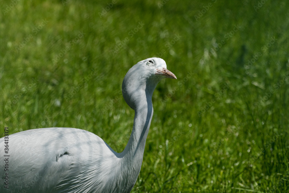 Fototapeta premium Pale Grey and white Demoiselle Crane.