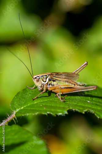 A grasshopper sitting on a leaf © Marc